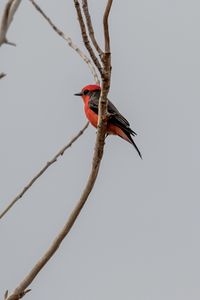 Preview wallpaper scarlet flycatcher, bird, branches, sky