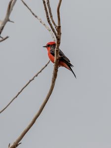 Preview wallpaper scarlet flycatcher, bird, branches, sky