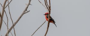 Preview wallpaper scarlet flycatcher, bird, branches, sky
