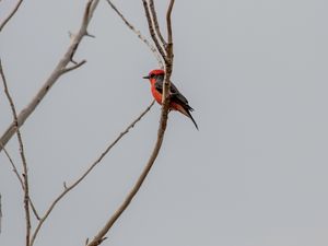 Preview wallpaper scarlet flycatcher, bird, branches, sky