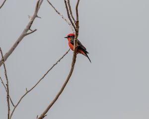 Preview wallpaper scarlet flycatcher, bird, branches, sky