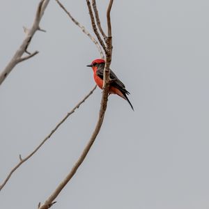 Preview wallpaper scarlet flycatcher, bird, branches, sky