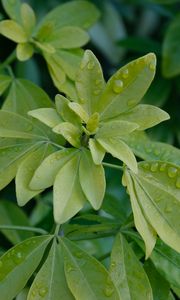 Preview wallpaper schefflera, leaves, plant, drops, water, macro