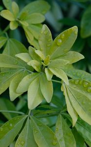 Preview wallpaper schefflera, leaves, plant, drops, water, macro