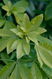 Preview wallpaper schefflera, leaves, plant, drops, water, macro