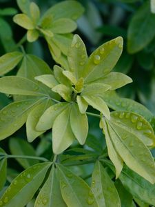 Preview wallpaper schefflera, leaves, plant, drops, water, macro