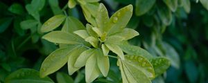 Preview wallpaper schefflera, leaves, plant, drops, water, macro