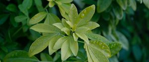 Preview wallpaper schefflera, leaves, plant, drops, water, macro