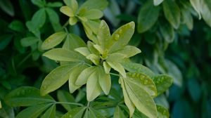 Preview wallpaper schefflera, leaves, plant, drops, water, macro