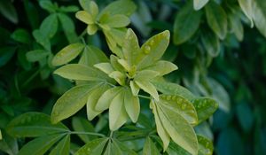 Preview wallpaper schefflera, leaves, plant, drops, water, macro