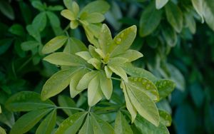 Preview wallpaper schefflera, leaves, plant, drops, water, macro