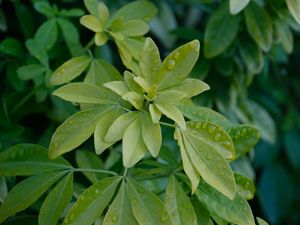 Preview wallpaper schefflera, leaves, plant, drops, water, macro