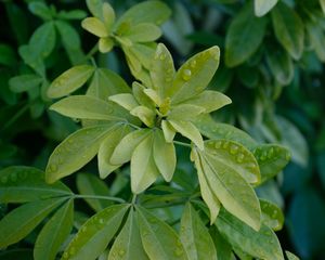 Preview wallpaper schefflera, leaves, plant, drops, water, macro