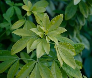 Preview wallpaper schefflera, leaves, plant, drops, water, macro