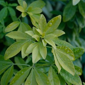 Preview wallpaper schefflera, leaves, plant, drops, water, macro