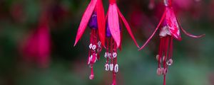 Preview wallpaper schlumberger, flower, plant, macro