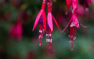 Preview wallpaper schlumberger, flower, plant, macro