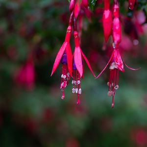 Preview wallpaper schlumberger, flower, plant, macro
