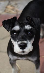 Preview wallpaper schnauzer, dog, face, haircut