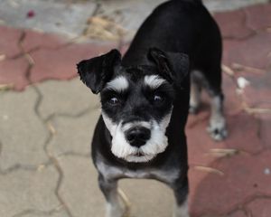 Preview wallpaper schnauzer, dog, face, haircut