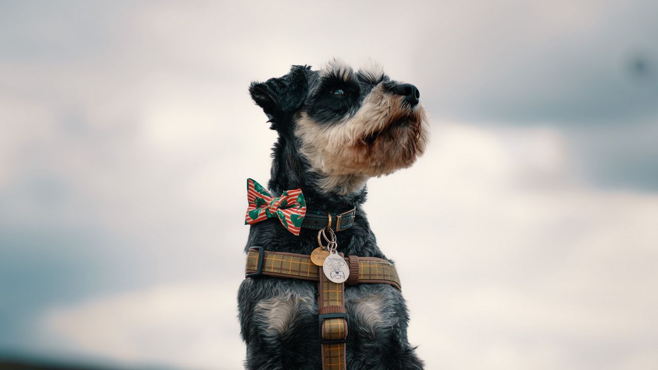 Wallpaper schnauzer, dog, face, focus