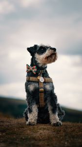 Preview wallpaper schnauzer, dog, face, focus