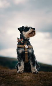 Preview wallpaper schnauzer, dog, face, focus