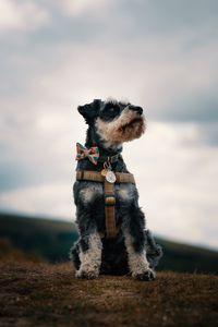 Preview wallpaper schnauzer, dog, face, focus