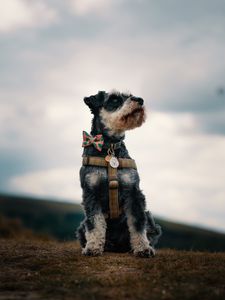 Preview wallpaper schnauzer, dog, face, focus