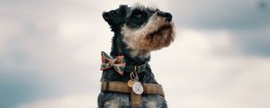 Preview wallpaper schnauzer, dog, face, focus