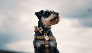 Preview wallpaper schnauzer, dog, face, focus