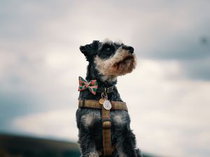 Preview wallpaper schnauzer, dog, face, focus