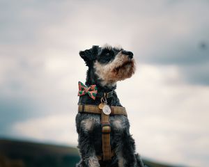 Preview wallpaper schnauzer, dog, face, focus