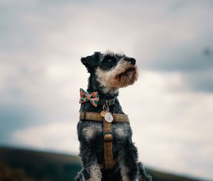 Preview wallpaper schnauzer, dog, face, focus