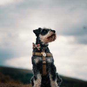 Preview wallpaper schnauzer, dog, face, focus