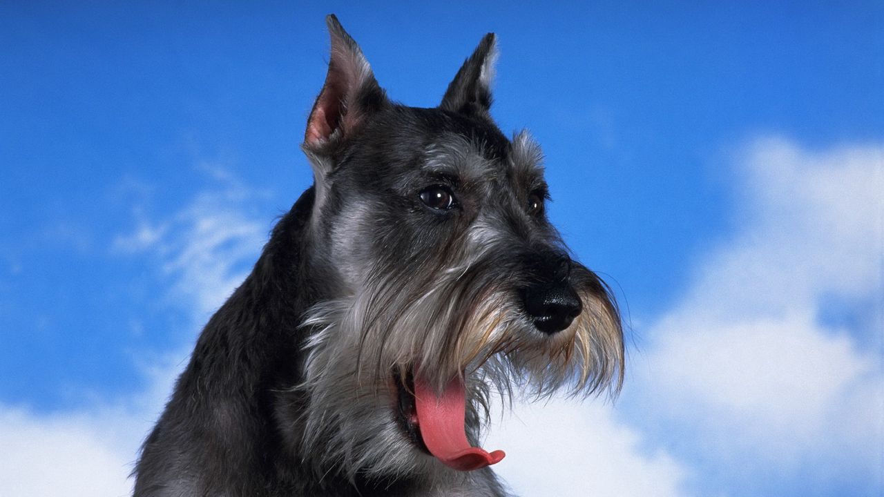 Wallpaper schnauzer, dog, face, fluffy