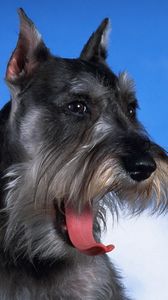 Preview wallpaper schnauzer, dog, face, fluffy