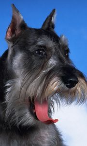 Preview wallpaper schnauzer, dog, face, fluffy