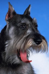 Preview wallpaper schnauzer, dog, face, fluffy