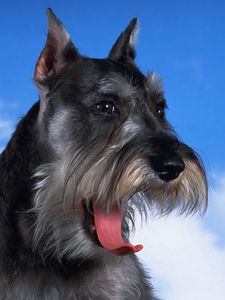 Preview wallpaper schnauzer, dog, face, fluffy