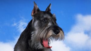 Preview wallpaper schnauzer, dog, face, fluffy