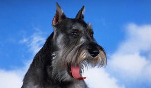 Preview wallpaper schnauzer, dog, face, fluffy