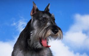 Preview wallpaper schnauzer, dog, face, fluffy