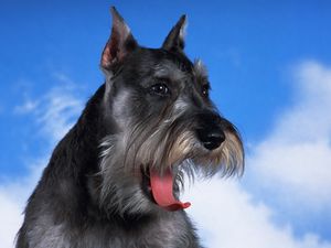 Preview wallpaper schnauzer, dog, face, fluffy