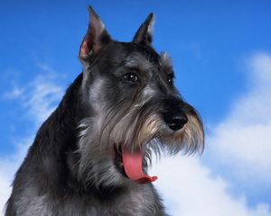 Preview wallpaper schnauzer, dog, face, fluffy