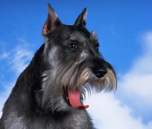 Preview wallpaper schnauzer, dog, face, fluffy