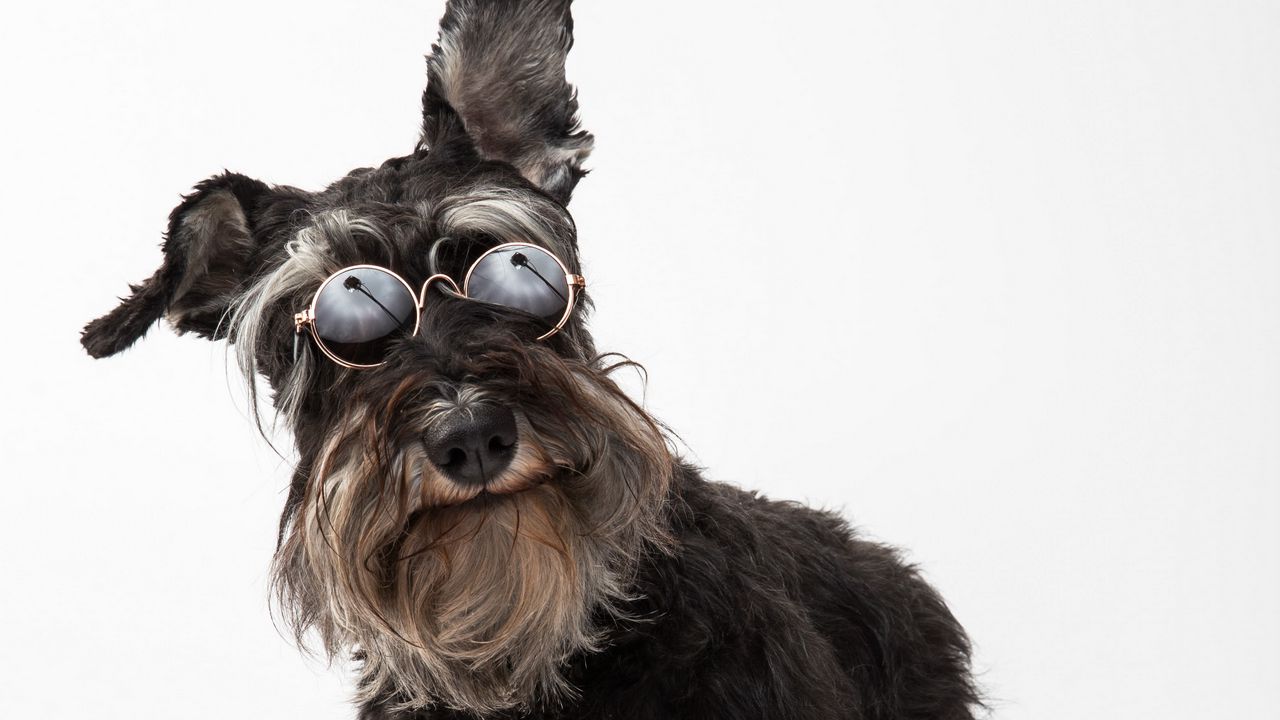 Wallpaper schnauzer, dog, pet, glasses