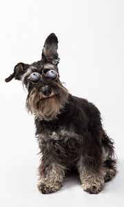 Preview wallpaper schnauzer, dog, pet, glasses