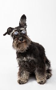 Preview wallpaper schnauzer, dog, pet, glasses