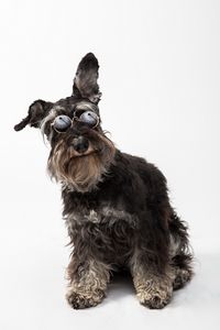 Preview wallpaper schnauzer, dog, pet, glasses